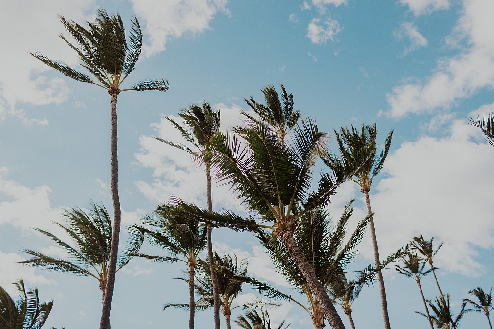 Detail shot of palm trees with bright blue sky and clouds